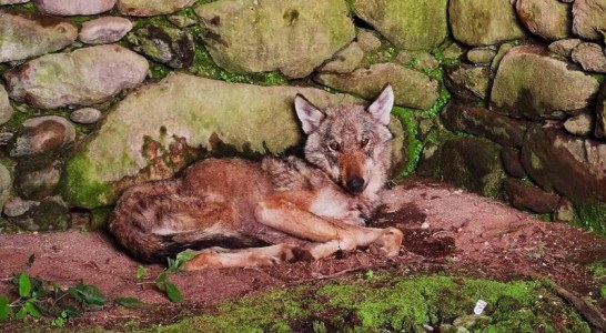 Los lobos ya entran a casas habitadas en Galicia