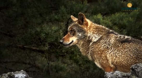 Fundación Artemisan estrena la primera parte del documental ‘Lobos y furtivos, la amenaza de Gredos’