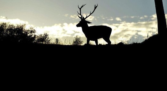 La matanza en el Parque Nacional de Monfragüe llega a la Fiscalía General de Medio Ambiente