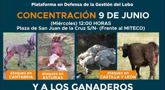 Movilización contra la protección del lobo el 9 de junio en Madrid