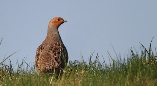 Nuevos datos sobre la perdiz pardilla, especie poco estudiada y en peligro de extinción en el Sistema Ibérico