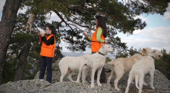 Carta a los rehaleros: No, no hay que responder las solicitudes de información de Galgos del Sur