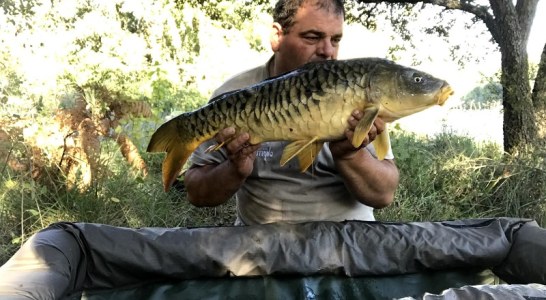 La pesca de carpas y barbos entra en su mejor época