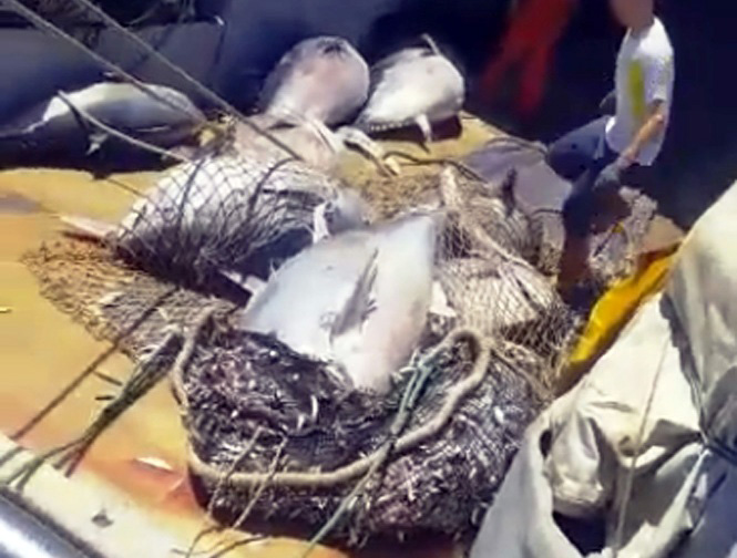 Nuevo castigo a los pescadores recreativos por parte de la administración al cerrarse cautelarmente la veda del Atún rojo