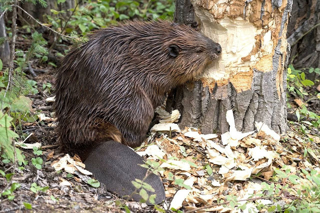 El baño del castor en el Zadorra (+VIDEO)