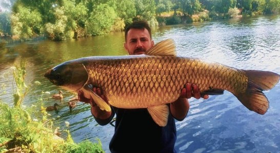 ¿Qué hace esta enorme carpa asiática en Madrid? Las especies exóticas nos invaden