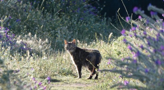 Fundación Artemisan estudia los efectos de los gatos domésticos en la fauna silvestre