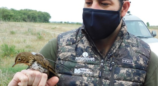 El Proyecto Zorzales marca, por primera vez en España, dos ejemplares de zorzal con tecnología GPS