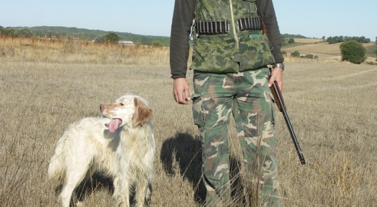 Los perros deben afrontar el arranque de la media veda con preparación y cuidados específicos