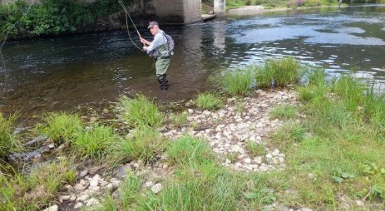 El salmón mengua en Asturias