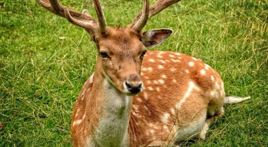 Wisconsin (EEUU) busca ayuda para reducir contagios de “la enfermedad del ciervo zombie” entre venados