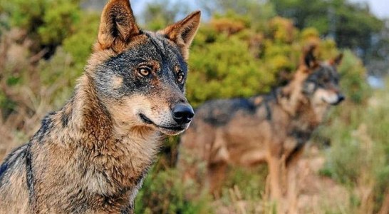 Cantabria. 34 lobos serán cazados pese a la negativa del Ministerio