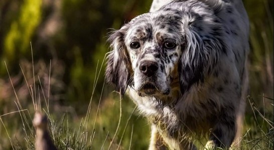 La media veda y la caza de la codorniz son la auténtica escuela del perro joven