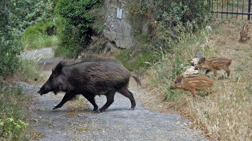 Valencia. Exigen acciones para paliar la sobrepoblación de jabalís y conejos