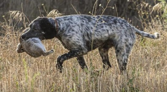 Andalucía. El sector cinegético se rebela contra la Ley de Bienestar Animal, que tachan de «letal»