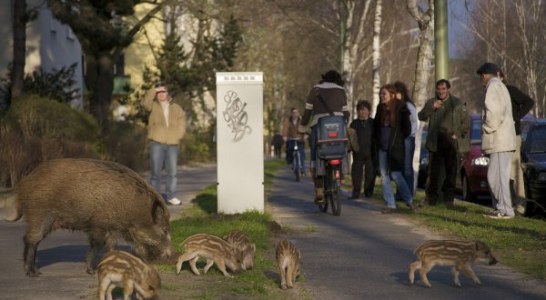 Incrementar la caza es el único medio que permite reducir las poblaciones de jabalíes