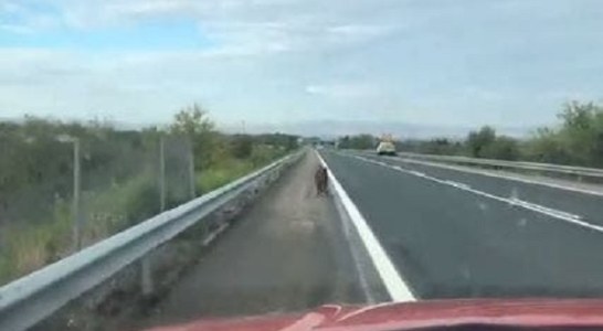 Una patrulla de Policía Foral persigue a un jabalí hasta que lo saca de una carretera navarra