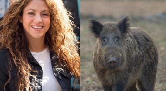 Shakira se enfrenta a dos jabalíes que se llevan su bolso en el bosque