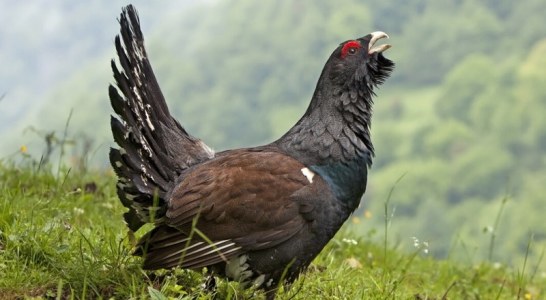 Urogallo, el rey del bosque