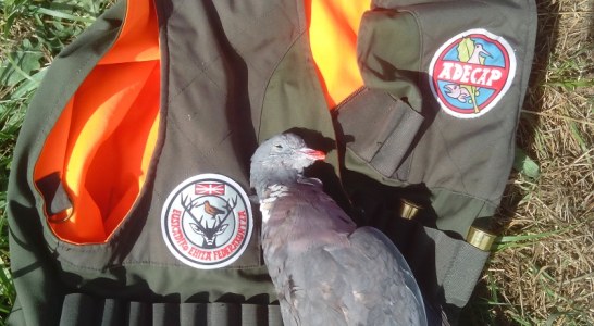 Los aficionados ponen a punto sus puestos para la pasa de palomas y malvices