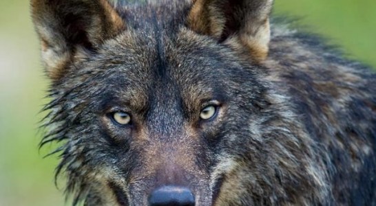 La Justicia confirma la legalidad del Plan de Gestión del Lobo en Cantabria