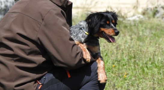 La RFEC presenta alegaciones al Real Decreto de núcleos zoológicos de animales de compañía