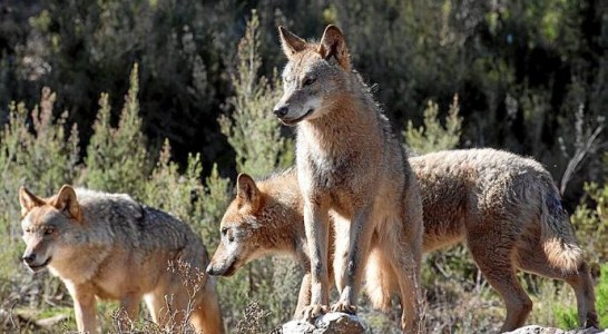 La Audiencia Nacional admite a trámite el recurso de Fundación Artemisan contra la inclusión del lobo en el LESPRE