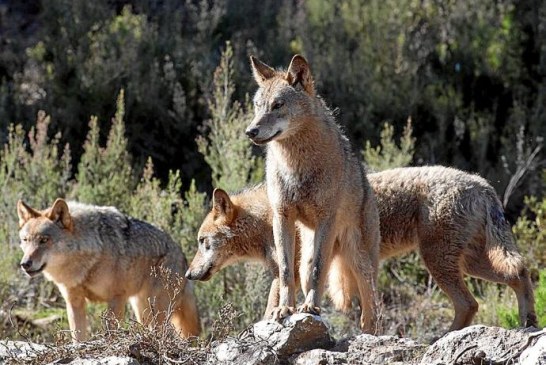 La Audiencia Nacional admite a trámite el recurso de Fundación Artemisan contra la inclusión del lobo en el LESPRE