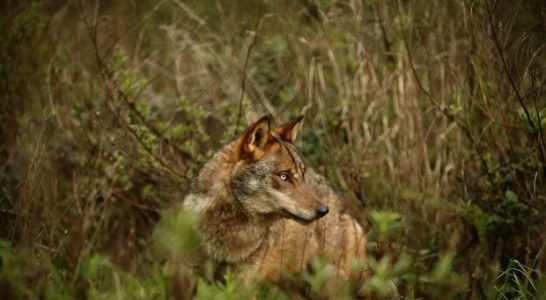 Galicia y otras tres comunidades logran la retirada del borrador de la Estrategia del lobo