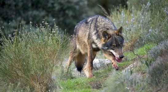 El Tribunal Supremo avala el Plan de Gestión del Lobo en Cantabria de 2019