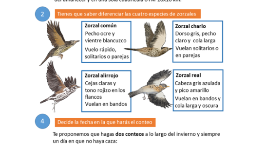 El Observatorio Cinegético anima a los cazadores a realizar censos de migratorias invernantes