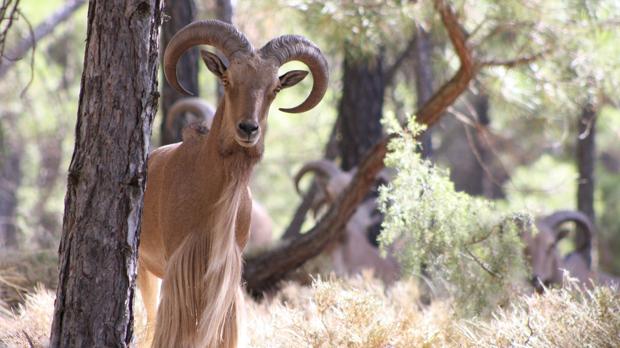 La RFEC y la Federación de Murcia instan al gobierno autonómico a proteger su especie más emblemática en Sierra Espuña