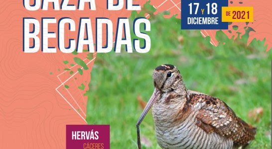 El nuevo campeón de España de Caza de Becadas se decidirá en Cáceres el 18 de diciembre