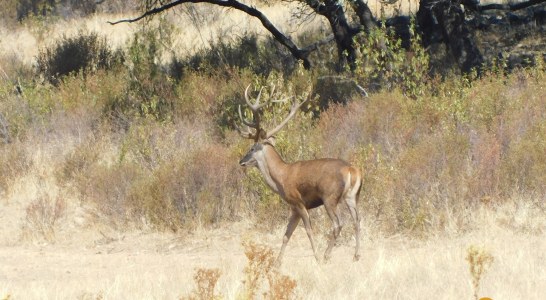 Los cazadores abanderan la persecución contra la lacra del furtivismo en España