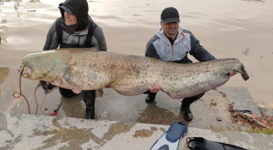 Dos pescadores capturan un siluro de más de dos metros en el Ebro, a su paso por Zaragoza