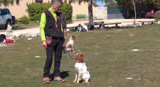 El adiestramiento como base para desarrollar al máximo el potencial de los perros de caza