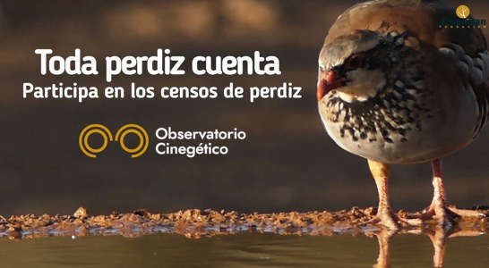 “Toda perdiz cuenta”: campaña de censos para asegurar el futuro de la conservación y caza de la perdiz roja