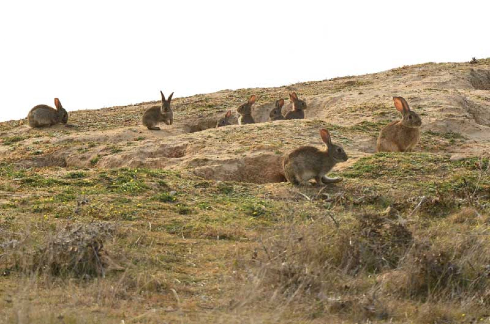 Navarra: Daños en la agricultura subirán más de 1.8 millones por los cambios normativos de la protección de los animales