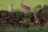 Gipuzkoa repuebla cada año su territorio con ejemplares de liebre europea