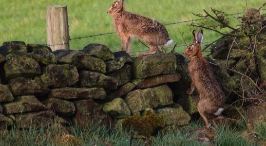 Gipuzkoa repuebla cada año su territorio con ejemplares de liebre europea