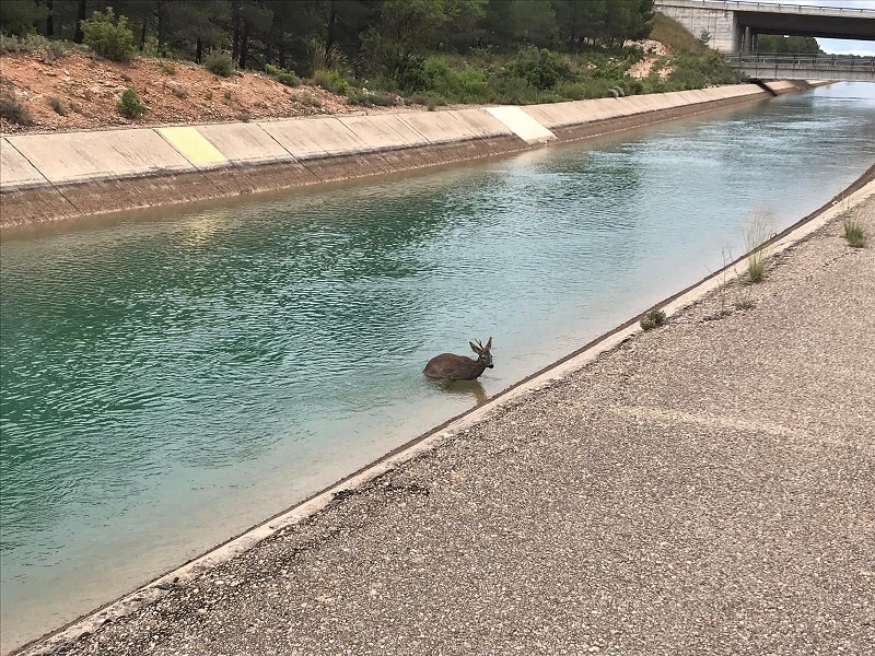 La Fiscalía General del Estado insta a la CHT a tomar medidas para acabar con el ahogamiento de fauna en el canal Tajo-Segura