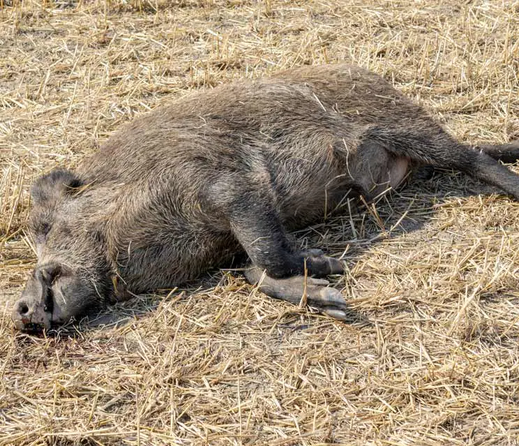 Impulsan Grupo Operativo para prevenir la Peste Porcina Africana en España