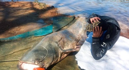 Un vallisoletano captura a lance el mayor siluro de España