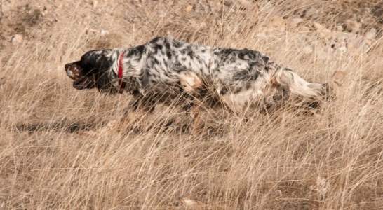 Primeros pasos para comenzar la relación del perro de muestra con la caza