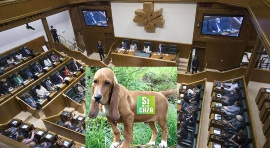 Se aprueba en el Parlamento Vasco la Ley de protección de animales de compañía