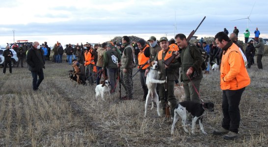 El deporte español rechaza la Ley de Derechos de los Animales y exige la exclusión de las federaciones con animales