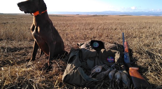 Los perros requieren toda la atención para una media veda satisfactoria