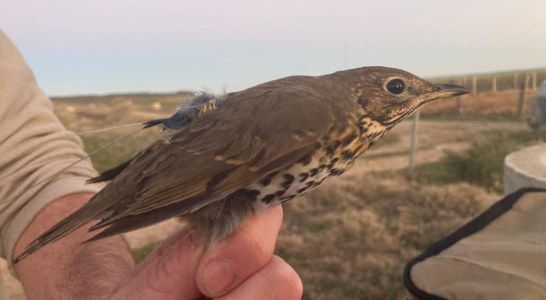 Tercer año del Proyecto Zorzales, clave para el futuro de la especie