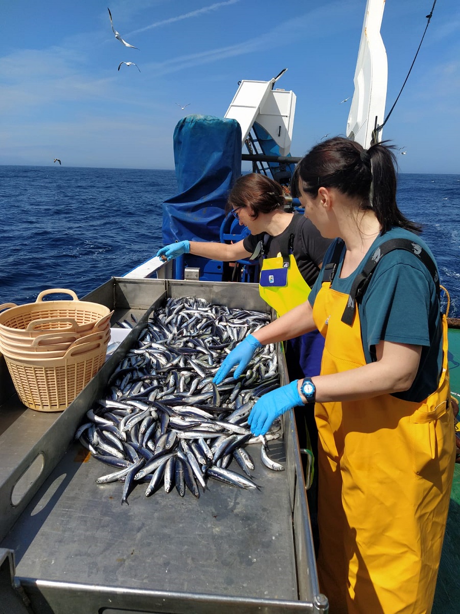 La anchoa sigue en buen estado: 143.000 toneladas en el golfo de Bizkaia