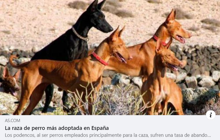 La RFEC exige una rectificación al diario AS por acusar a los cazadores de maltratar y abandonar a galgos y podencos